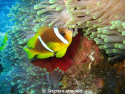 Clown fish heaven: Shot on Abu Galaw, Fury Shoals, Egypt by Stephan Attwood 